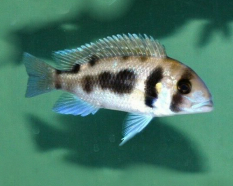 Cyphotilapia Frontosa - Black Widow ~ 5-6cm